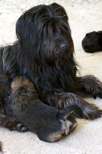 Catalaanse Herder met pup