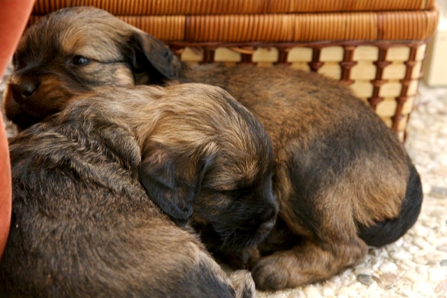 Catalaanse Herder Puppies