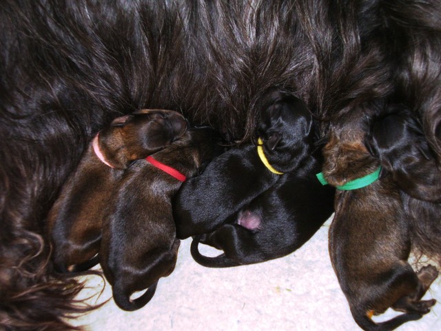 Catalaanse Herder Puppies